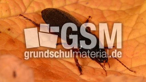 Behaarter Erdbeersamenlaufkäfer (1).jpg